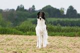 BARZOI 011